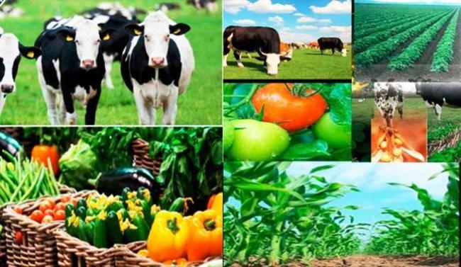 Lee más sobre el artículo Se presentó el documento “Estrategia de Reactivación Agroindustrial Exportadora Inclusiva, Sustentable y Federal. Plan 2020-2030″