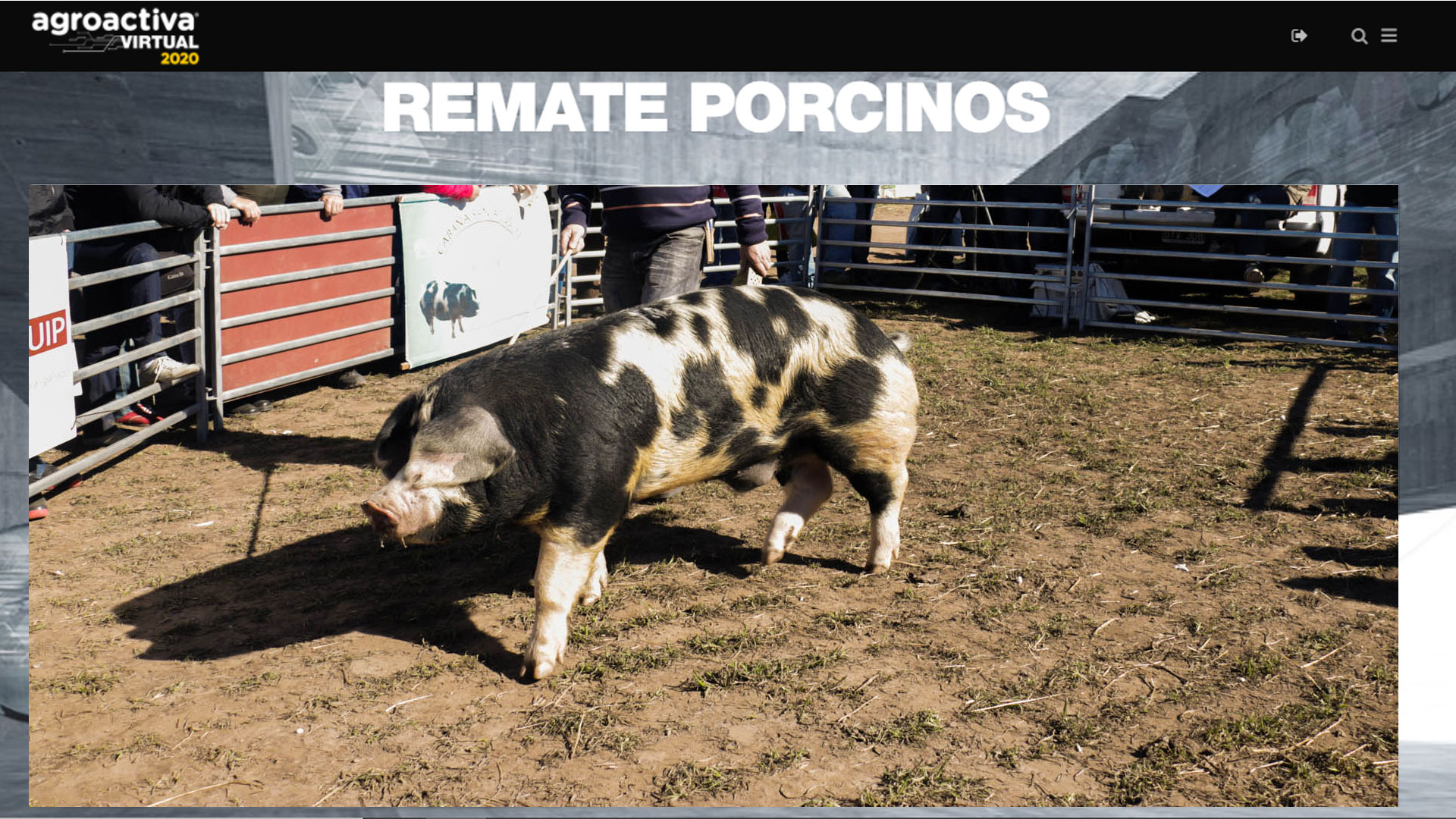 Se pagaron 173.000 pesos por un reproductor porcino en el remate de AgroActiva Virtual