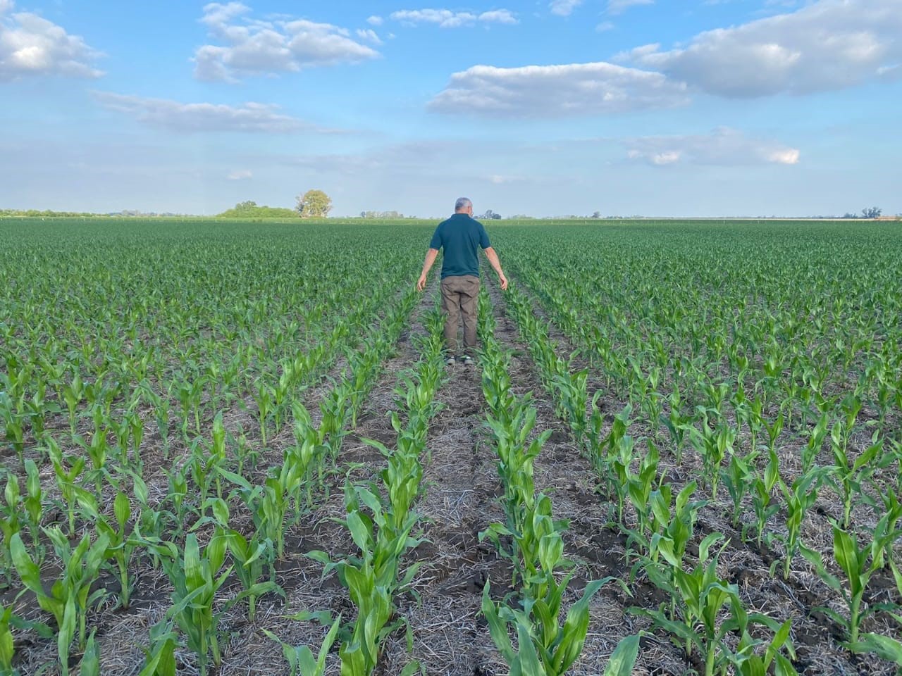 Lee más sobre el artículo Una estrategia defensiva/ofensiva de alto rendimiento de maíz, a prueba de sequía