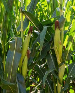 Lee más sobre el artículo El maíz rompió los límites de lo agronómico en la Pampa semiárida.