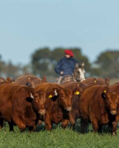 Lee más sobre el artículo Congreso Ganadero 2026 en Rosario: foco en productividad, kilos y eficiencia en un contexto desafiante