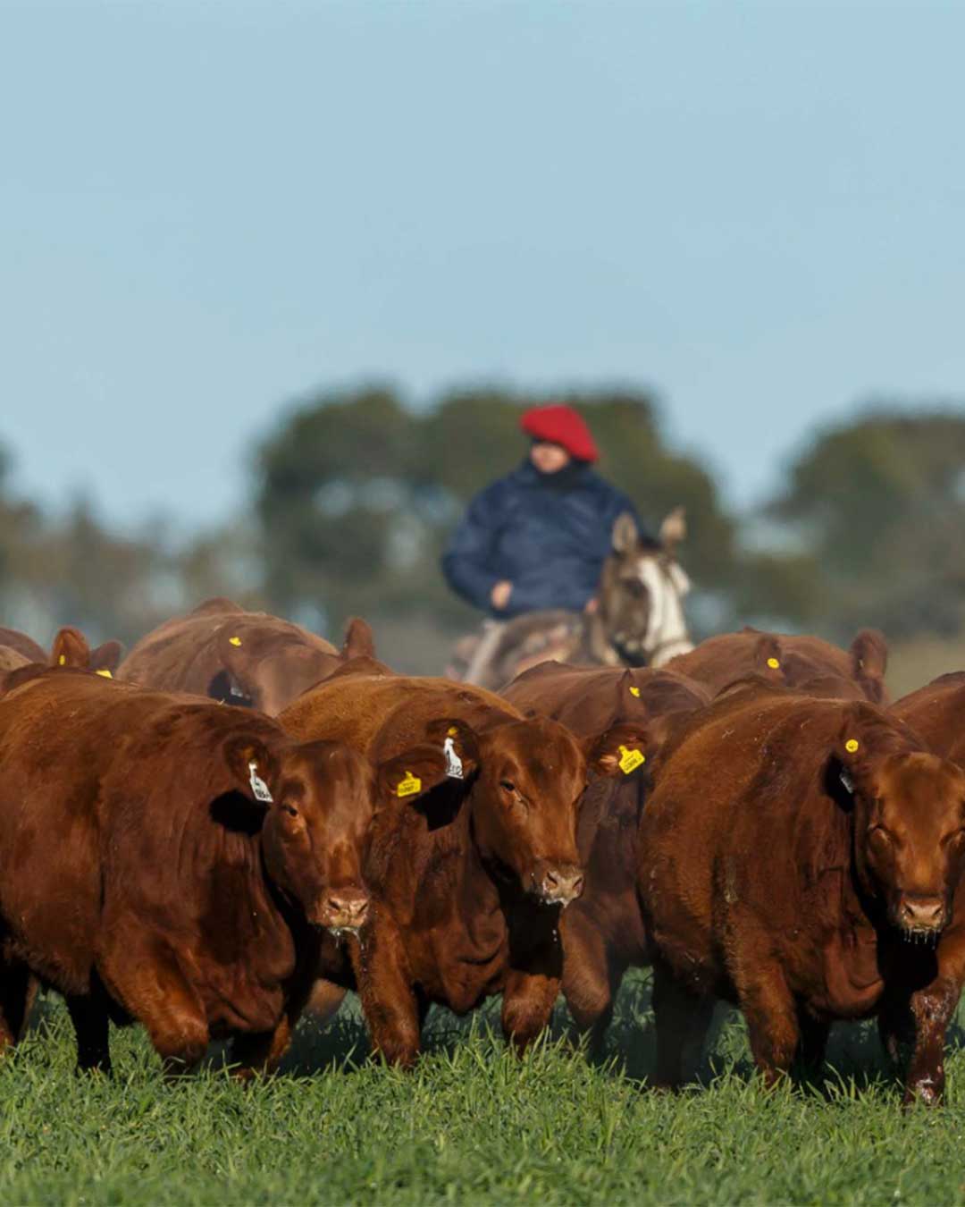 En este momento estás viendo Congreso Ganadero 2026 en Rosario: foco en productividad, kilos y eficiencia en un contexto desafiante